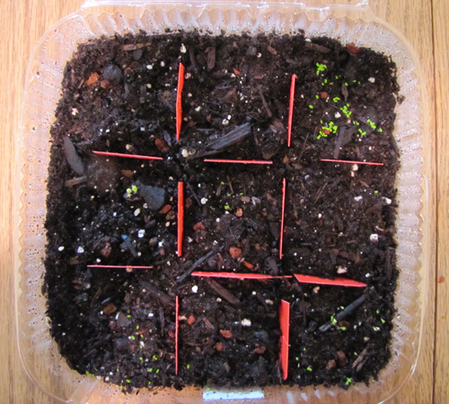 Seed tray